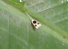 Deltoplastis commatopa