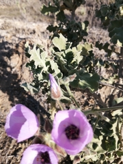 Cristaria glaucophylla