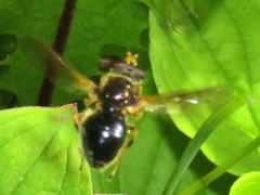 Blera armillata
