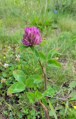Trifolium pratense