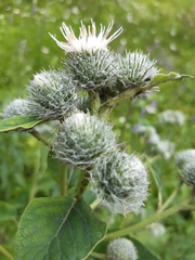 Arctium
