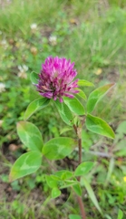 Trifolium pratense
