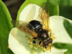 Blera armillata