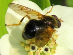 Blera armillata