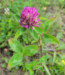 Trifolium pratense