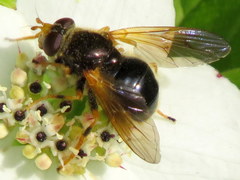 Blera armillata