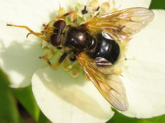 Blera armillata