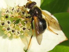 Blera armillata