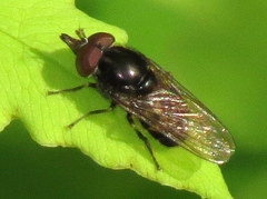 Rhingia nasica image