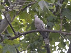 Streptopelia decaocto