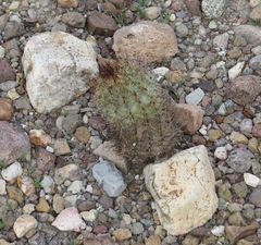 Echinomastus warnockii