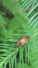 Pseudocistela ceramboides