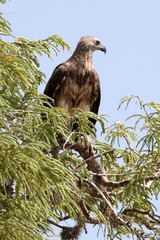 Haliaeetus ichthyaetus
