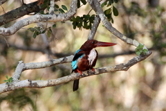 Halcyon smyrnensis fusca