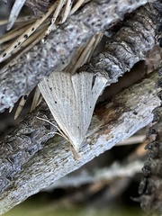 Macrochilo cribrumalis
