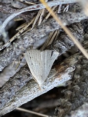 Macrochilo cribrumalis