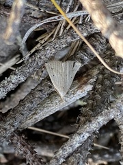 Macrochilo cribrumalis