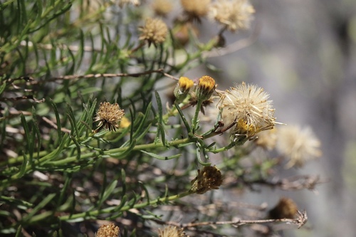Erigeron reductus var. reductus