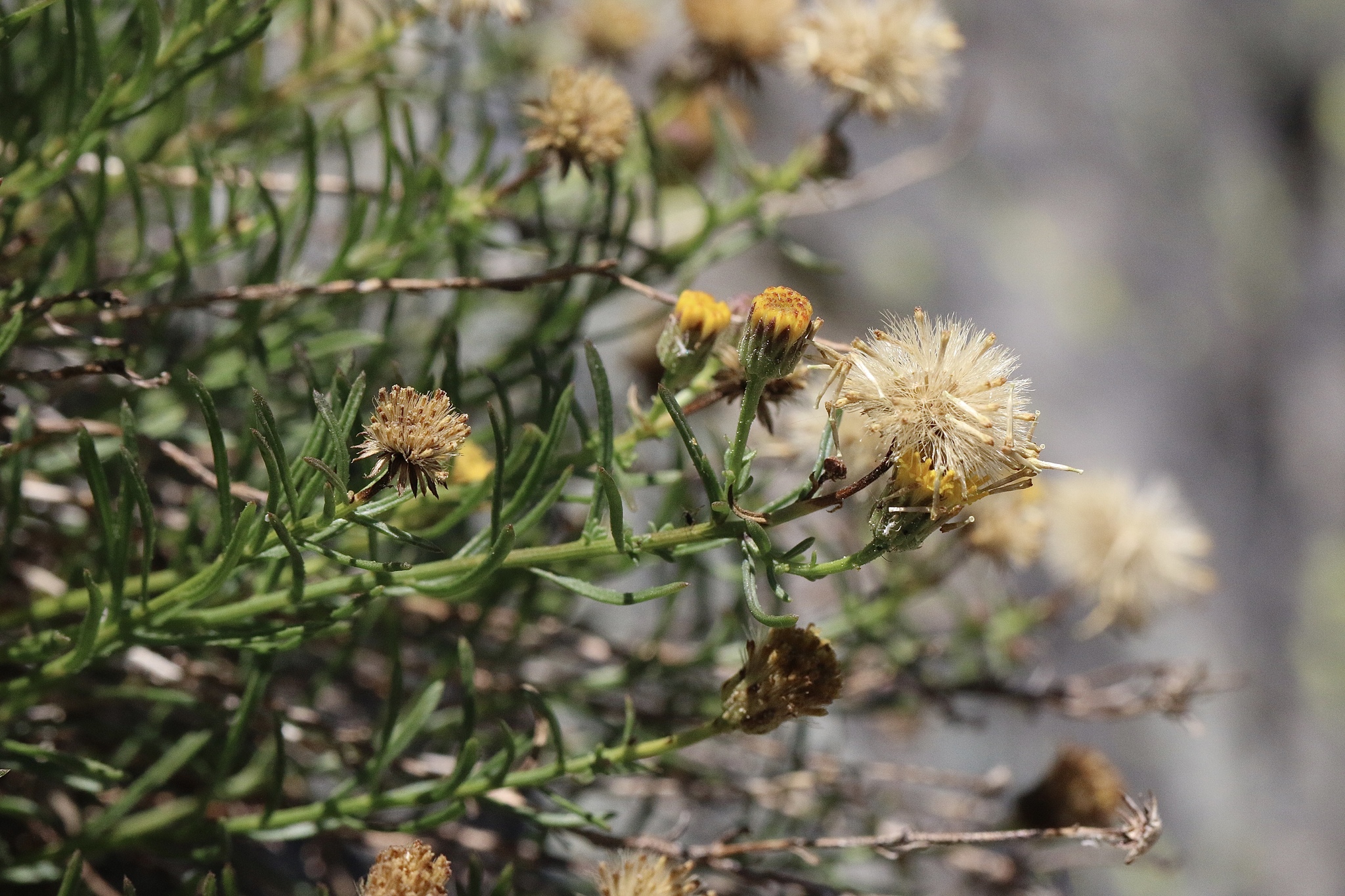 Erigeron reductus var. reductus