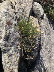 Erigeron reductus reductus