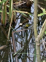 Lithobates