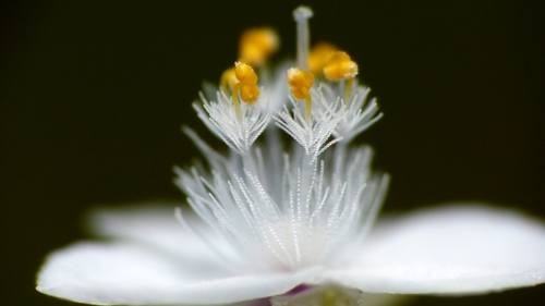 Gibasis pellucida