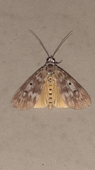 Sommeria marchalii