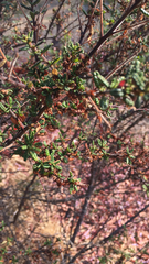 Ceanothus papillosus