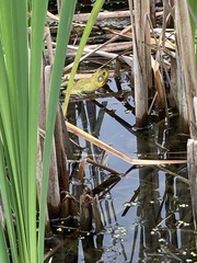 Lithobates