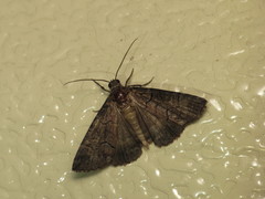 Dysbatus singularis