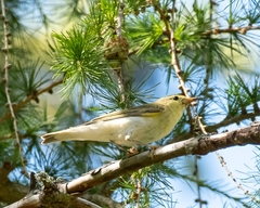 Phylloscopus sibilatrix