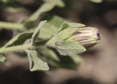 Brickellia greenei
