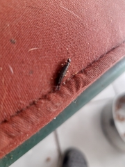 Euborellia annulipes