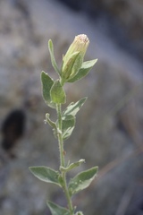 Brickellia greenei