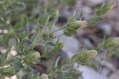 Brickellia greenei
