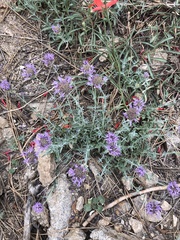 Monardella linoides oblonga