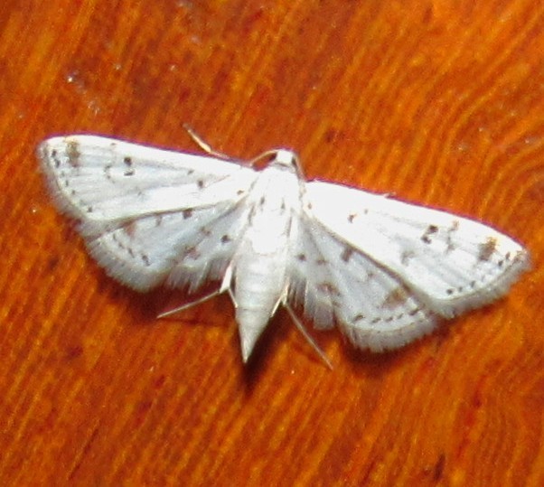 Nymphula indomitalis