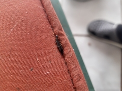 Euborellia annulipes