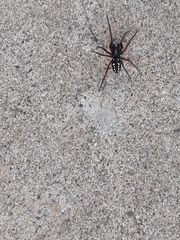 Nurscia albomaculata