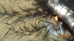 Thamnophis hammondii