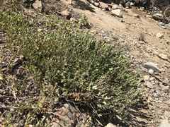 Brickellia greenei