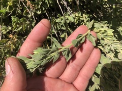 Brickellia greenei
