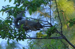 Sciurus oculatus