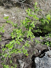 Forestiera