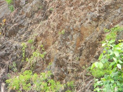 Bubo bengalensis