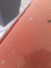 Euborellia annulipes