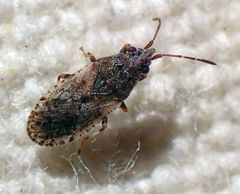 Crophius