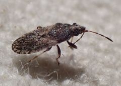 Crophius