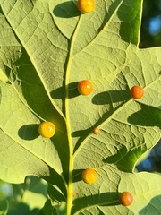 Cynips quercusfolii