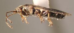 Crophius